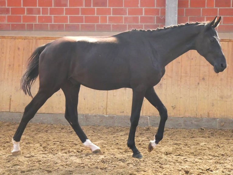 German Riding Horse Stallion 2 years 15,1 hh in Dorsten