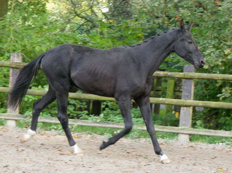 German Riding Horse Stallion 2 years 15,1 hh in Dorsten