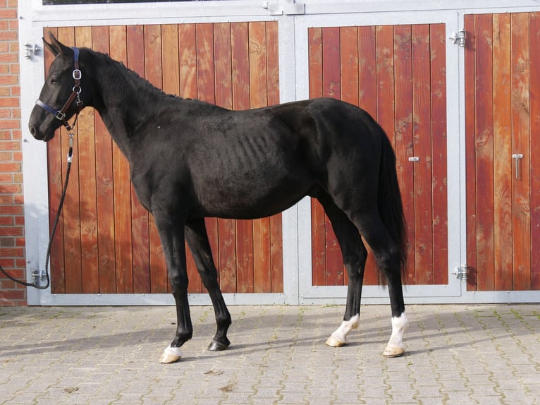 German Riding Horse Stallion 2 years 15,1 hh in Dorsten