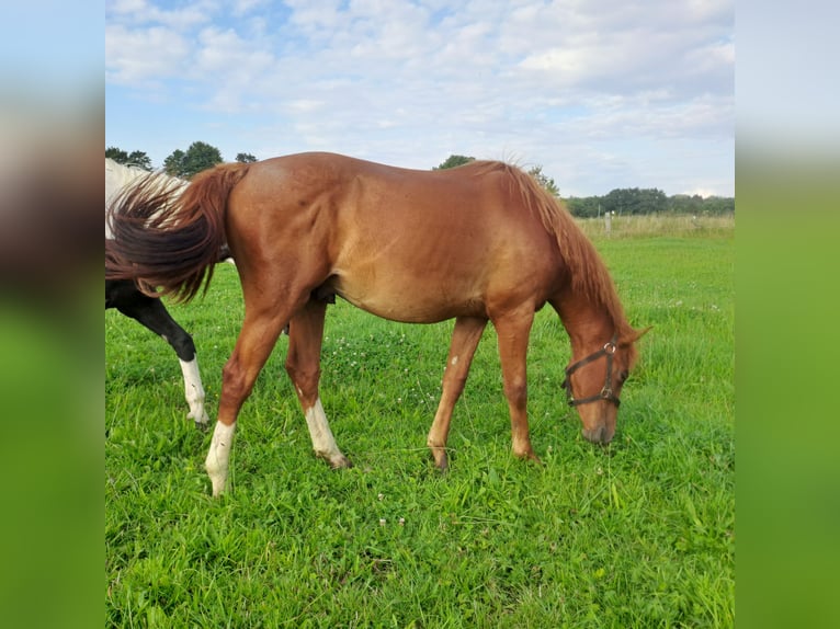 German Riding Horse Stallion 2 years 15,2 hh Chestnut-Red in Paderborn