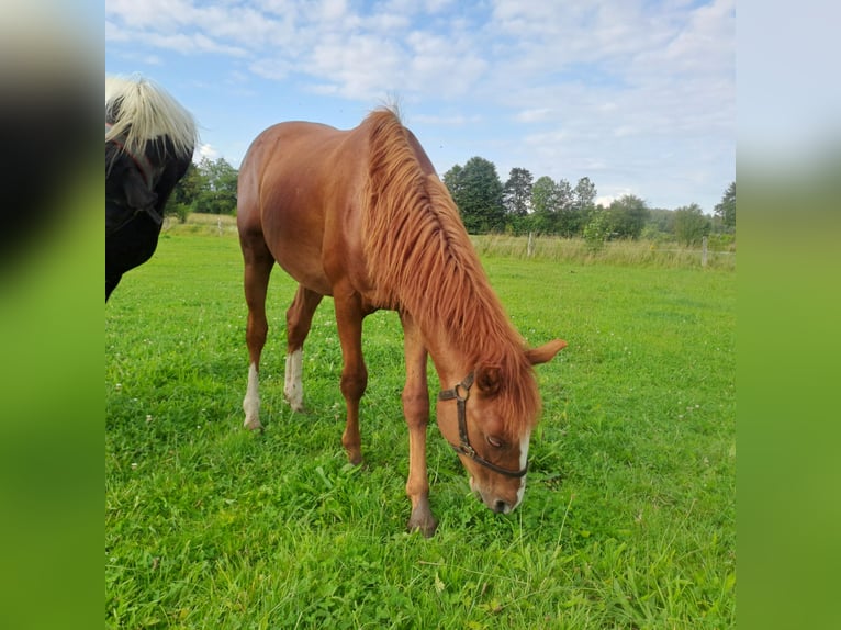 German Riding Horse Stallion 2 years 15,2 hh Chestnut-Red in Paderborn