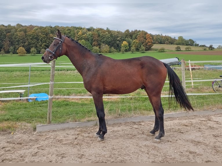 German Riding Horse Stallion 2 years 15,3 hh Bay-Dark in Maihingen