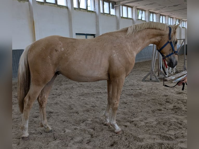 German Riding Horse Stallion 2 years 15,3 hh Palomino in Buchhain