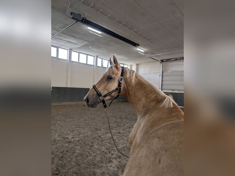 German Riding Horse Stallion 2 years 16,1 hh Palomino in Buchhain