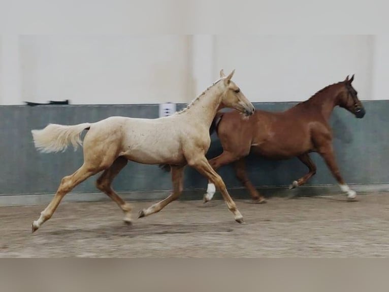 German Riding Horse Stallion 2 years 16,2 hh Palomino in Buchhain