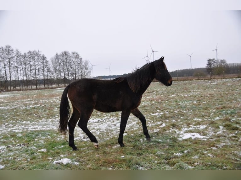 German Riding Horse Stallion 2 years 16,3 hh Bay-Dark in Burgstall