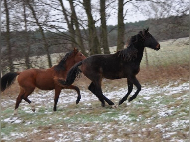 German Riding Horse Stallion 2 years 16,3 hh Bay-Dark in Burgstall