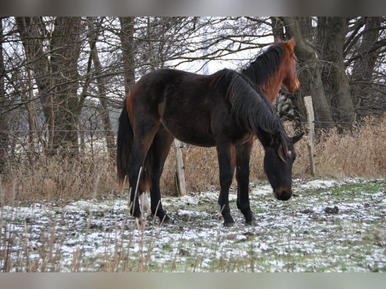 German Riding Horse Stallion 2 years 16,3 hh Bay-Dark in Burgstall