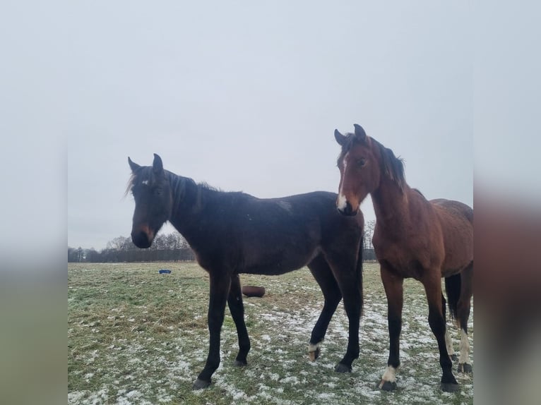 German Riding Horse Stallion 2 years 16,3 hh Bay-Dark in Burgstall