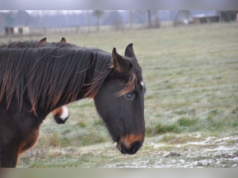 German Riding Horse Stallion 2 years 16,3 hh Bay-Dark in Burgstall