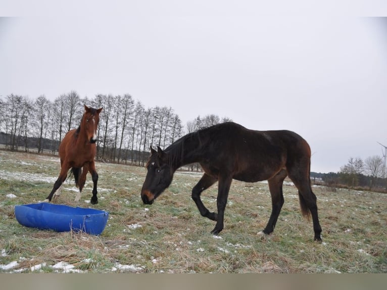 German Riding Horse Stallion 2 years 16,3 hh Bay-Dark in Burgstall