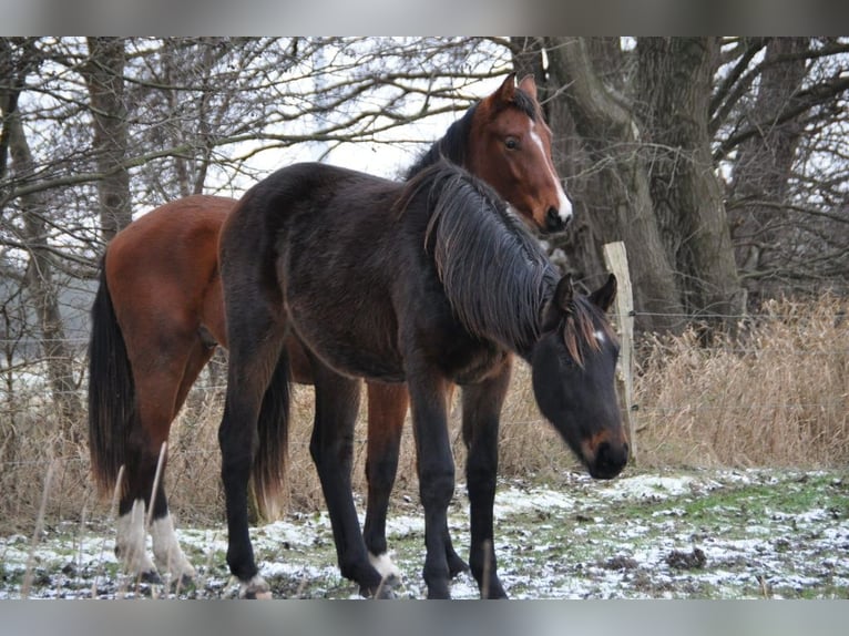 German Riding Horse Stallion 2 years 16,3 hh Bay-Dark in Burgstall