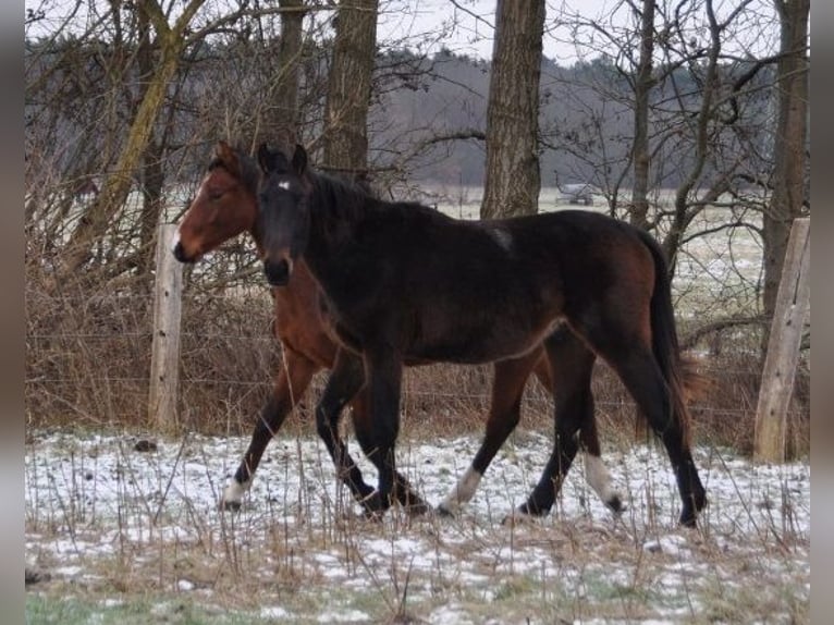 German Riding Horse Stallion 2 years 16,3 hh Bay-Dark in Burgstall