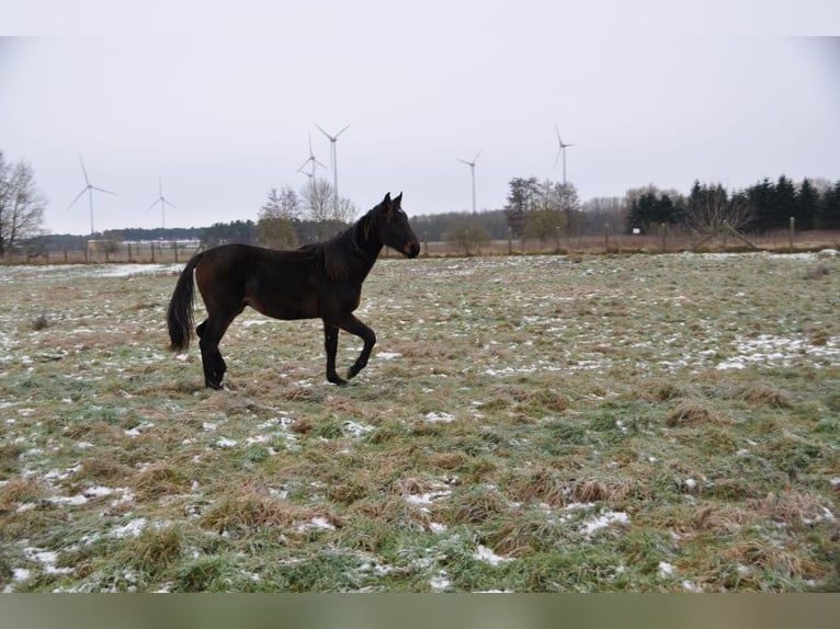 German Riding Horse Stallion 2 years 16,3 hh Bay-Dark in Burgstall