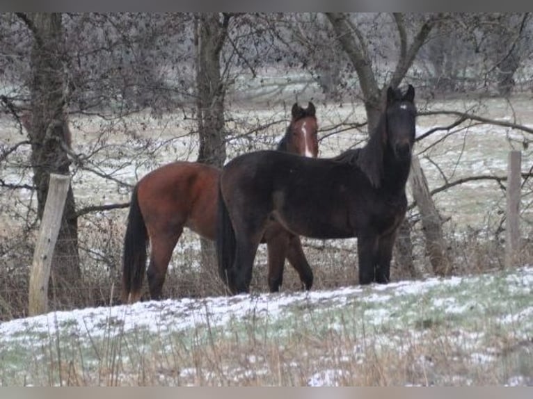 German Riding Horse Stallion 2 years 16,3 hh Bay-Dark in Burgstall