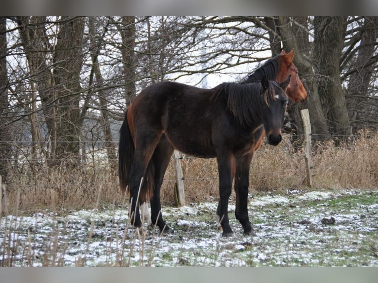 German Riding Horse Stallion 2 years 16,3 hh Bay-Dark in Burgstall