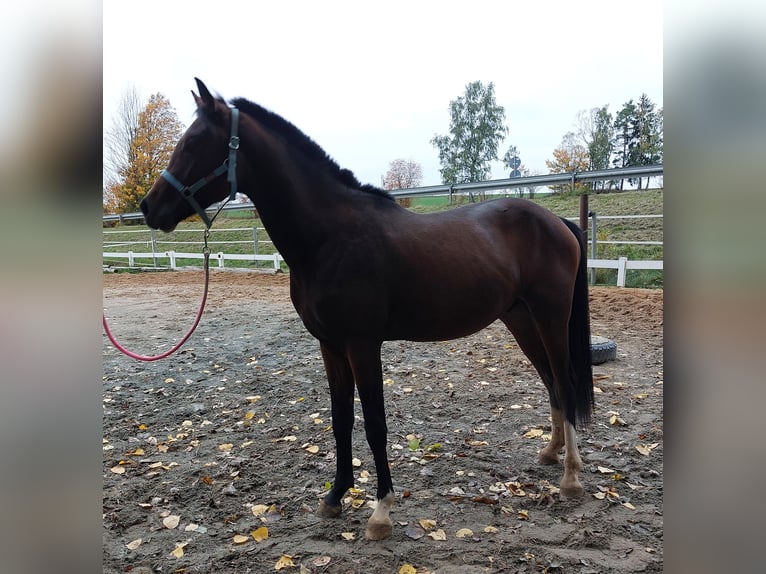 German Riding Horse Stallion 2 years 16 hh Bay-Dark in Naila German Riding Horse Stallion 2 years 16 hh Bay-Dark in Naila