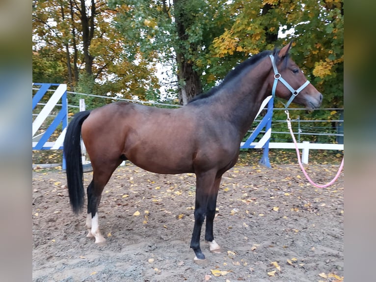 German Riding Horse Stallion 2 years 16 hh Bay-Dark in Naila German Riding Horse Stallion 2 years 16 hh Bay-Dark in Naila