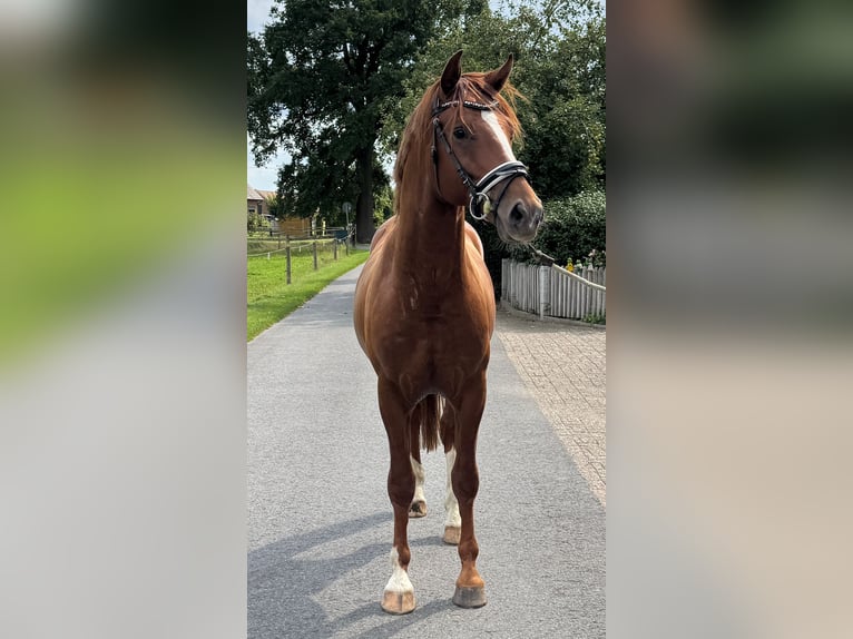 German Riding Horse Stallion 2 years 16 hh Chestnut-Red in Rhede