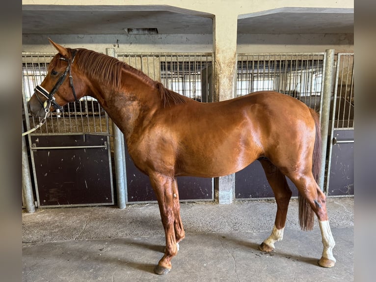 German Riding Horse Stallion 2 years 16 hh Chestnut-Red in Rhede