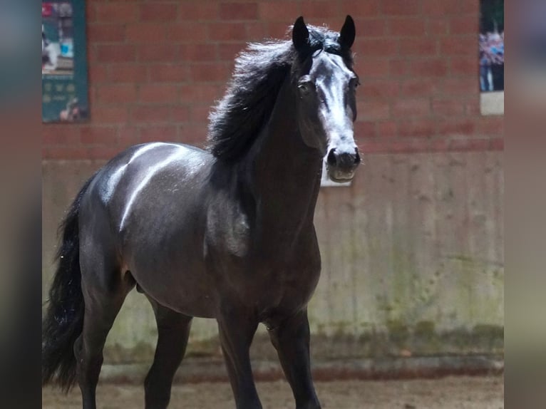 German Riding Horse Stallion 2 years 16,1 hh Black in Paderborn