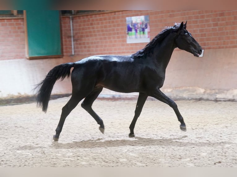 German Riding Horse Stallion 2 years 16,1 hh Black in Paderborn