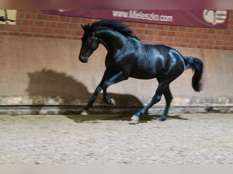 German Riding Horse Stallion 2 years 16,1 hh Black in Paderborn