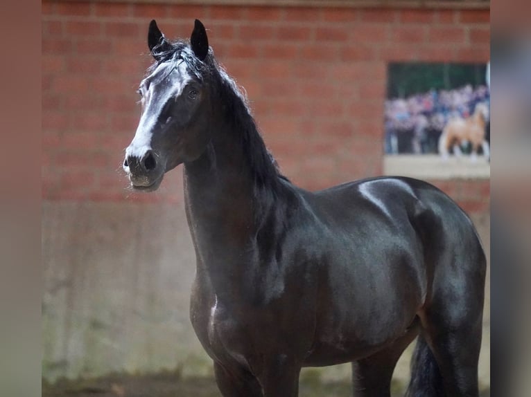 German Riding Horse Stallion 2 years 16,1 hh Black in Paderborn