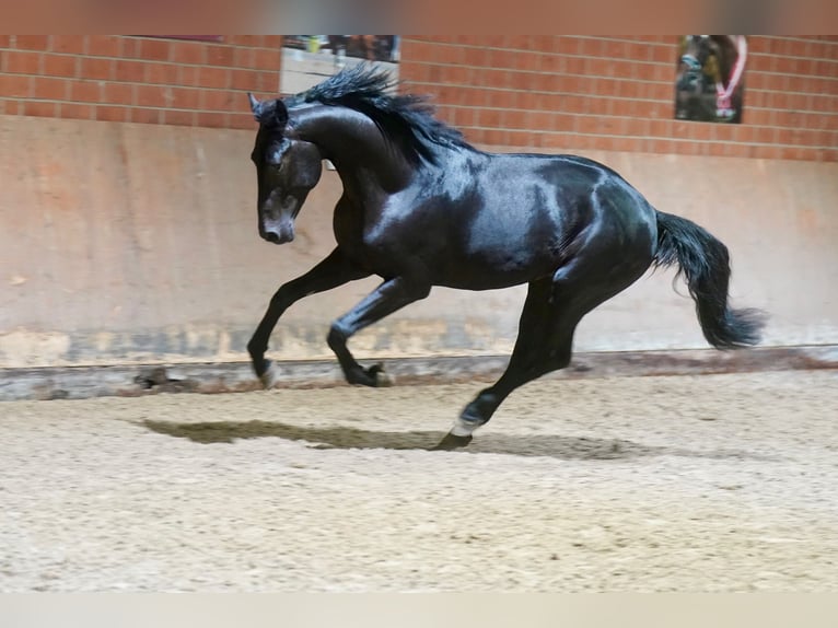 German Riding Horse Stallion 2 years 16,1 hh Black in Paderborn