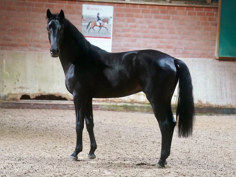German Riding Horse Stallion 2 years 16,1 hh Black in Paderborn
