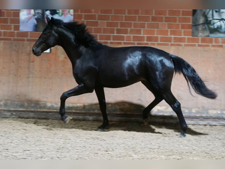 German Riding Horse Stallion 2 years 16,1 hh Black in Paderborn