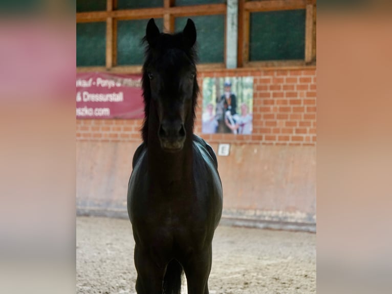 German Riding Horse Stallion 2 years 16,1 hh Black in Paderborn