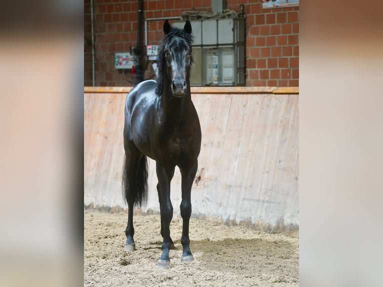 German Riding Horse Stallion 2 years 16,1 hh Black in Paderborn