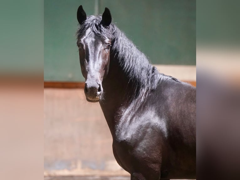 German Riding Horse Stallion 2 years 16,1 hh Black in Paderborn