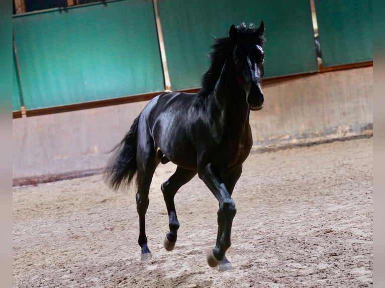 German Riding Horse Stallion 2 years 16,1 hh Black in Paderborn