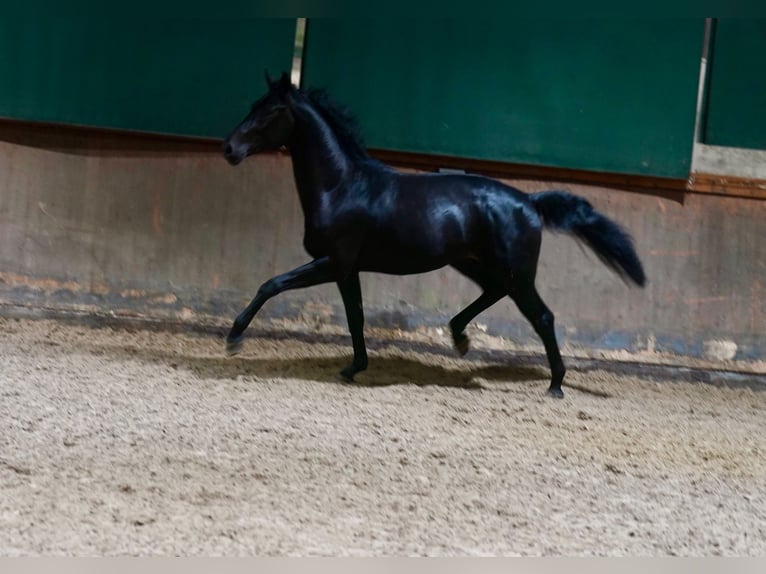 German Riding Horse Stallion 2 years 16,1 hh Black in Paderborn
