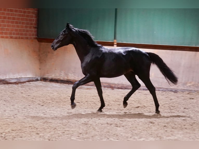 German Riding Horse Stallion 2 years 16,1 hh Black in Paderborn