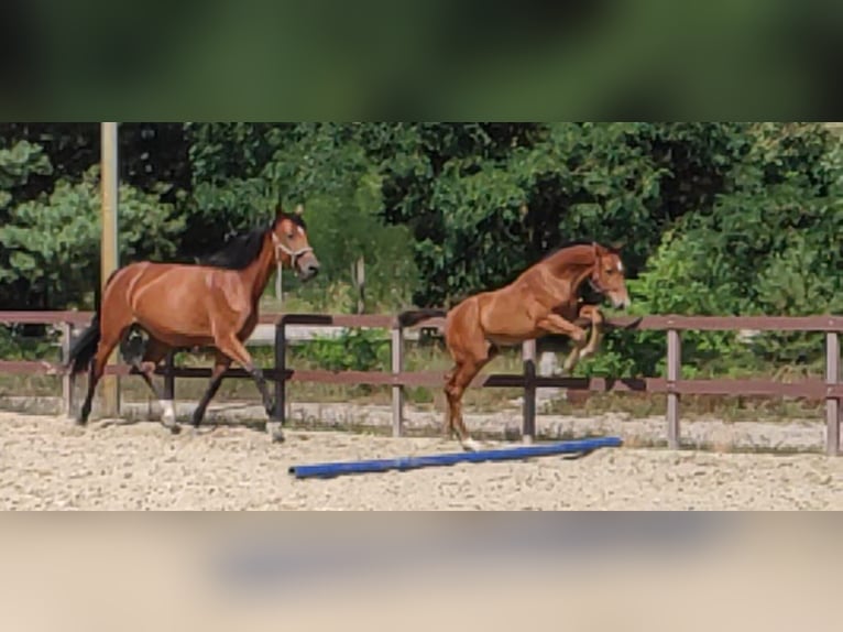 German Riding Horse Stallion 2 years 17 hh Brown in Graditz