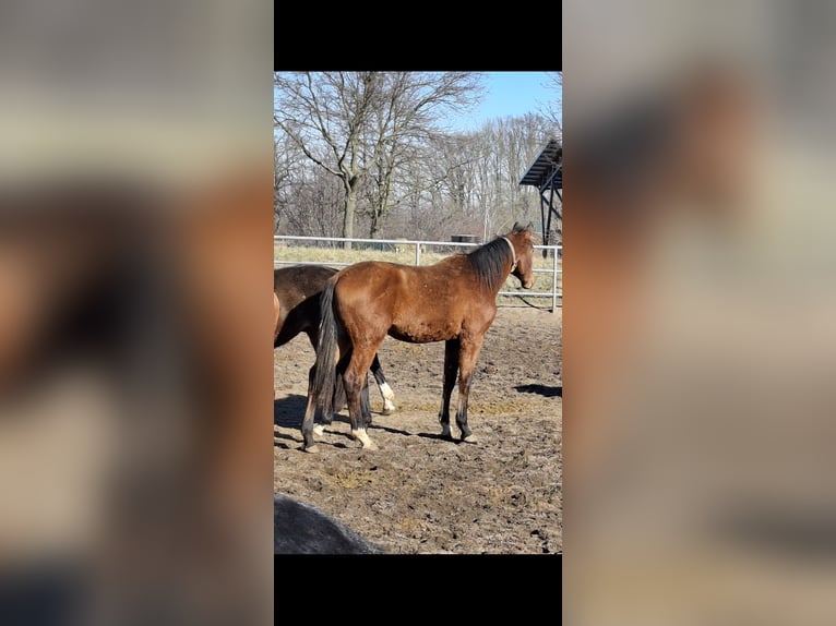 German Riding Horse Stallion 2 years 17 hh Brown in Graditz