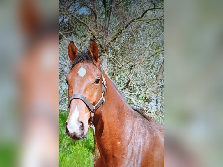German Riding Horse Stallion 2 years 17 hh Brown in Graditz
