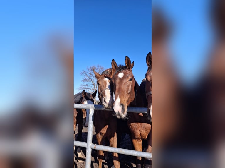 German Riding Horse Stallion 2 years 17 hh Brown in Graditz