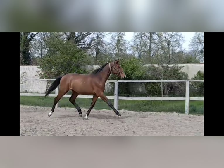 German Riding Horse Stallion 2 years 17 hh Brown in Graditz