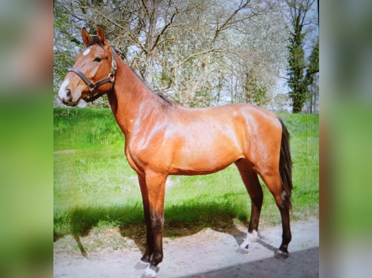 German Riding Horse Stallion 2 years 17 hh Brown in Graditz