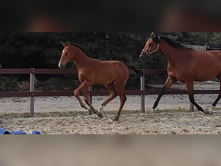 German Riding Horse Stallion 2 years 17 hh Brown in Graditz