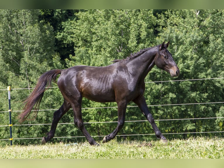 German Riding Horse Stallion 2 years Bay-Dark in W&#xF6;rth an der Donau