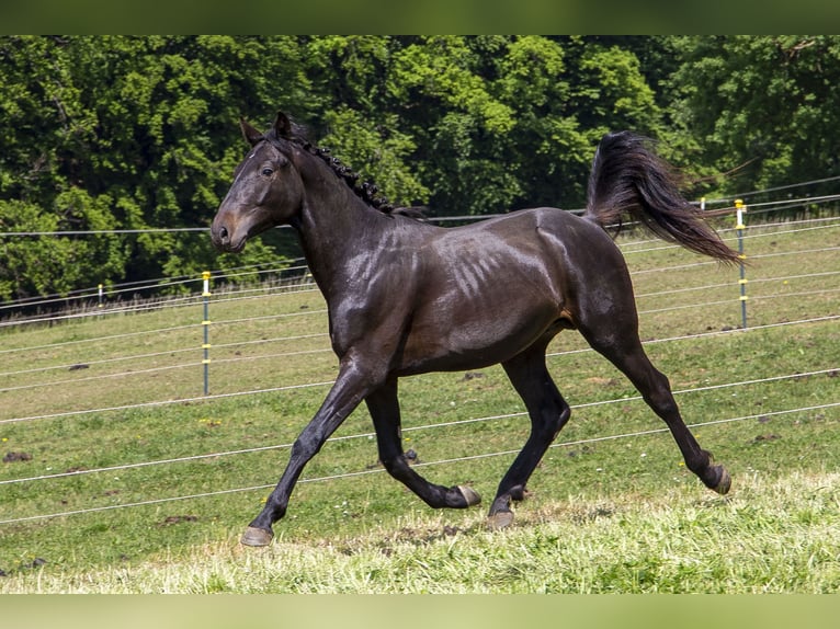 German Riding Horse Stallion 2 years Bay-Dark in W&#xF6;rth an der Donau