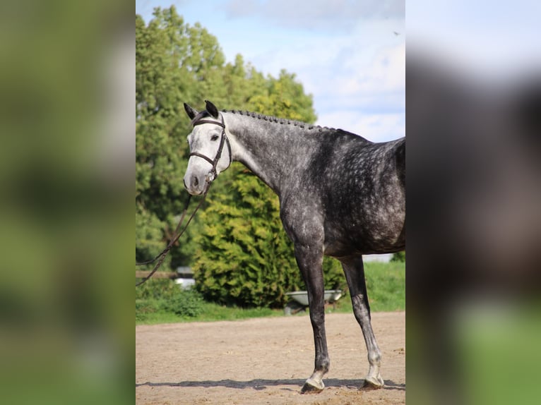 German Riding Horse Stallion 2 years Brown in Neuenrade