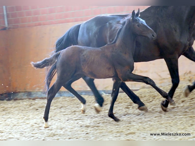 German Riding Horse Stallion 2 years Smoky-Black in Paderborn