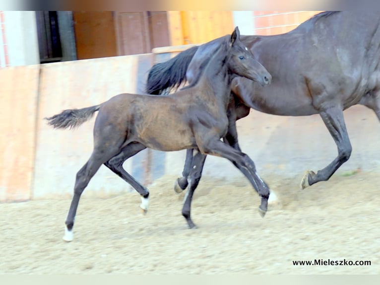 German Riding Horse Stallion 2 years Smoky-Black in Paderborn