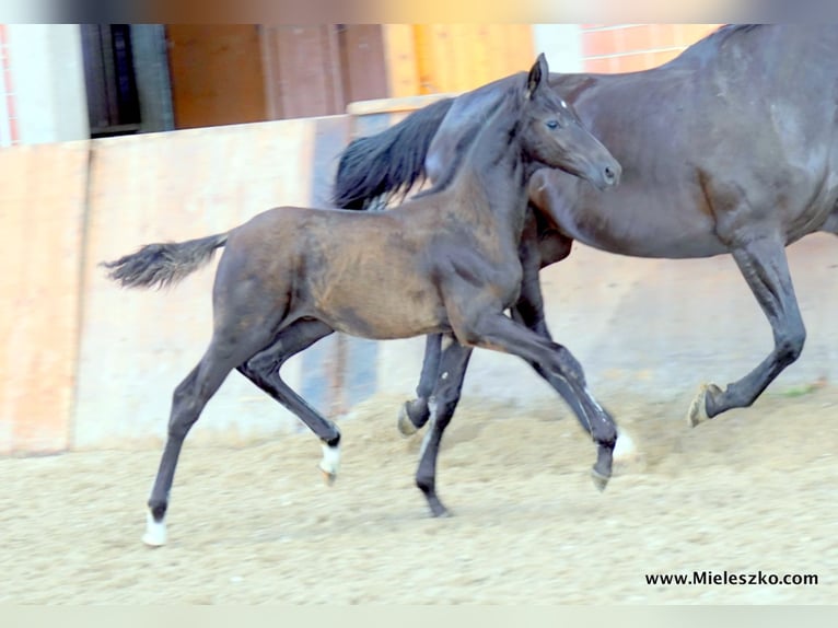 German Riding Horse Stallion 2 years Smoky-Black in Paderborn